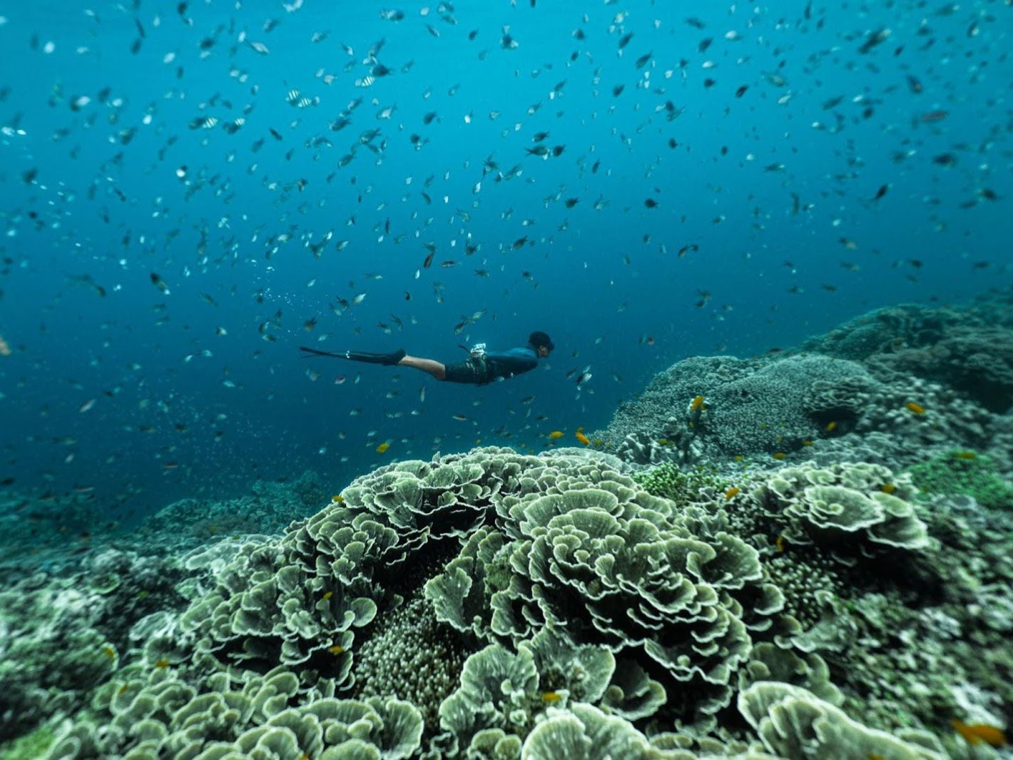 Top 10 Incredible Places To Freedive In The Philippines