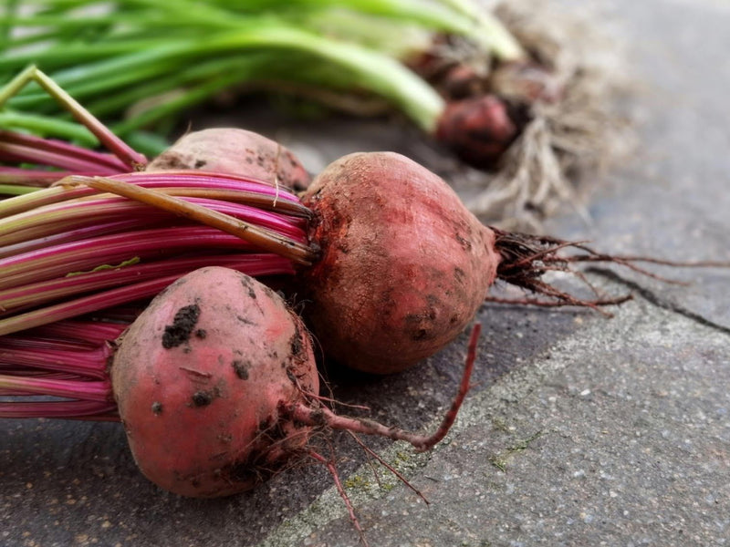 Why Freedivers Are Turning to Beetroot Powder
