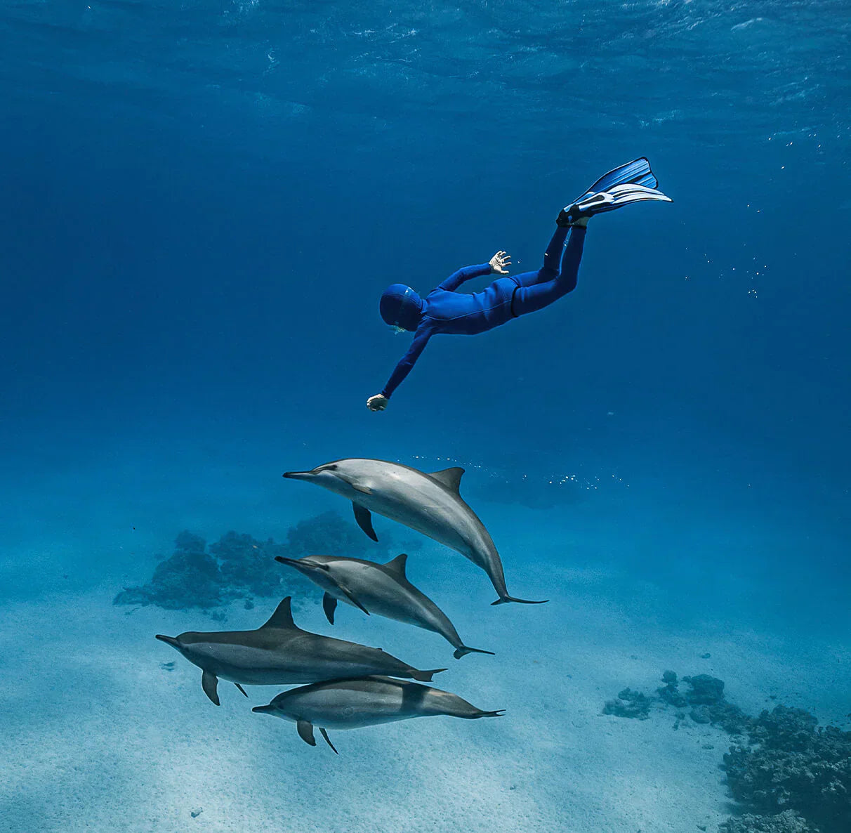 A child swimming with dolphins and wearing a kids wetsuit